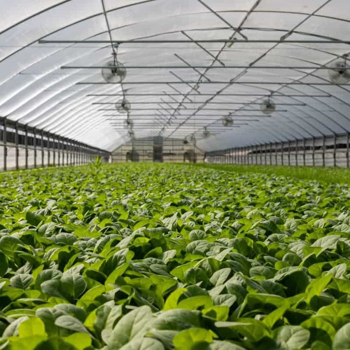 The Application of Electronic Thermostats in Greenhouse Temperature Control | ElitechEU
