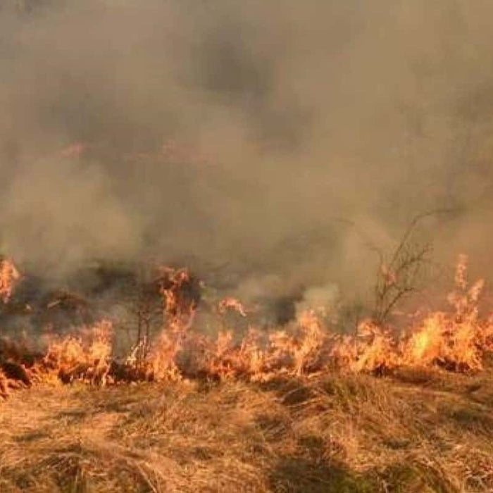 If Home Air Quality Monitors Are Useful For Wildfire Smoke? | ElitechEU