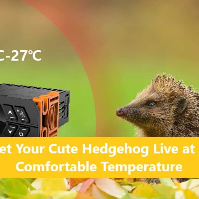 Let Your Cute Hedgehog live at a Comfortable Temperature | ElitechEU